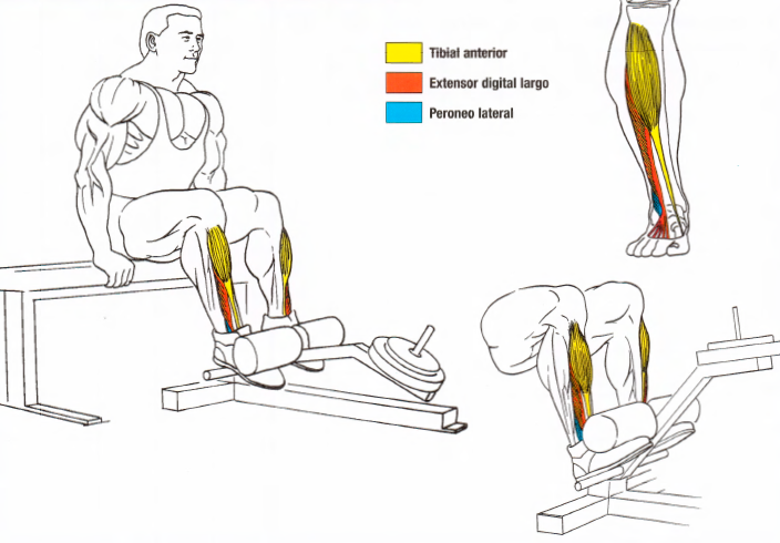 ejercicios de tibial anterior